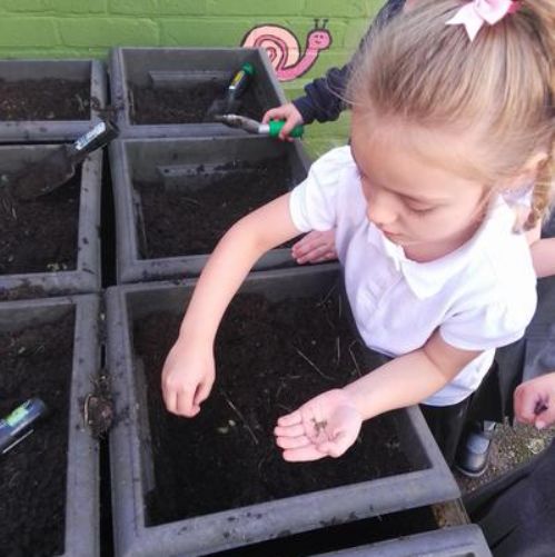 Planting daffodils, carrots and broad beans